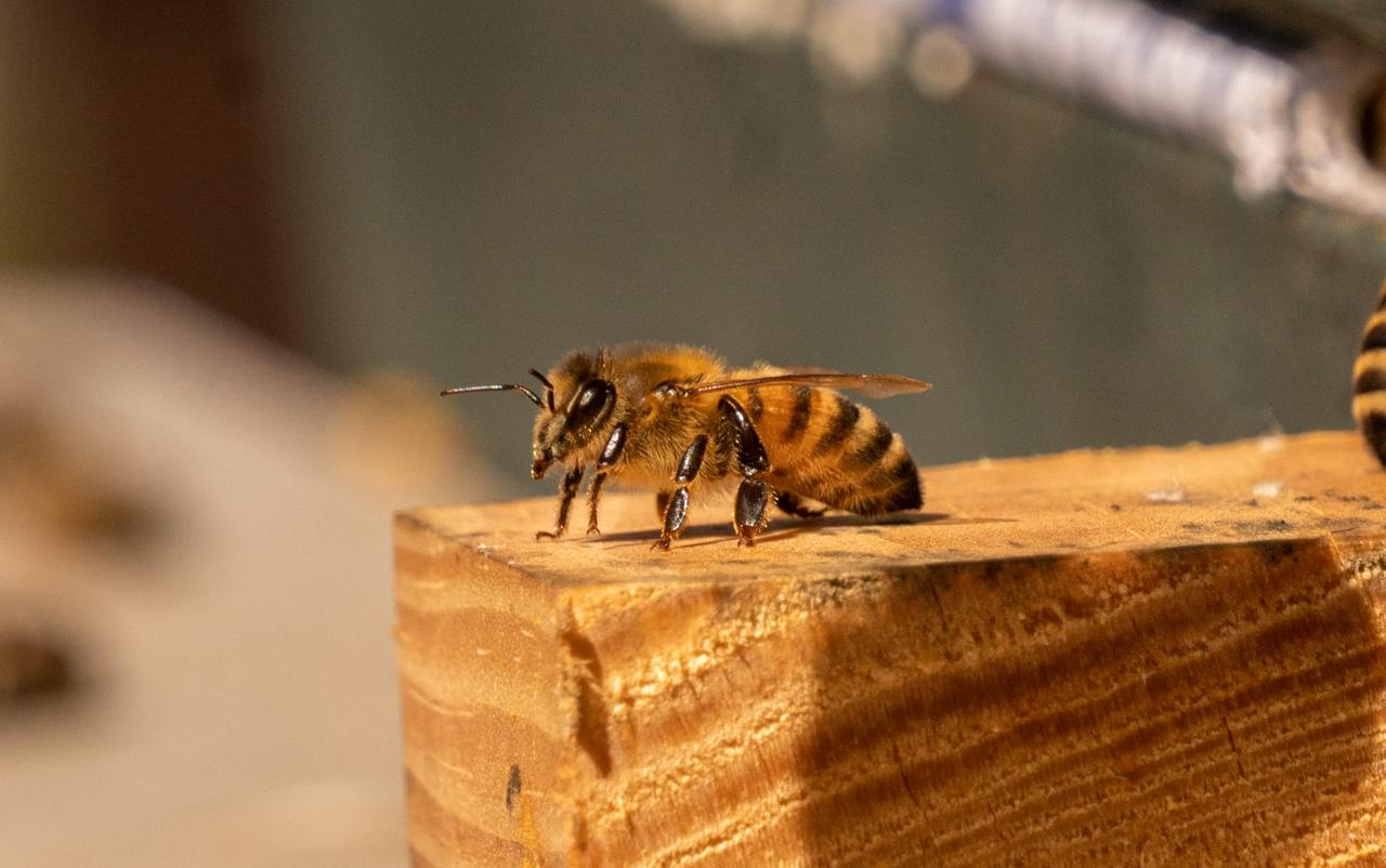 Biene auf einem Holzbrett am Bienenstock