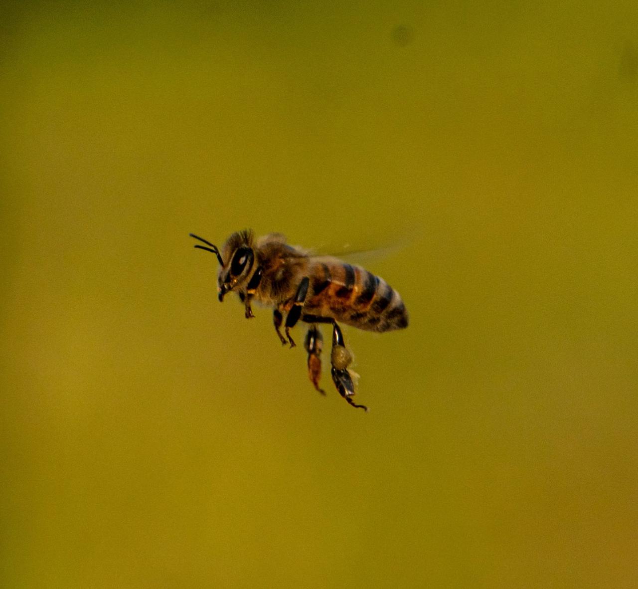 Honigbiene im Flug vor grünem Hintergrund