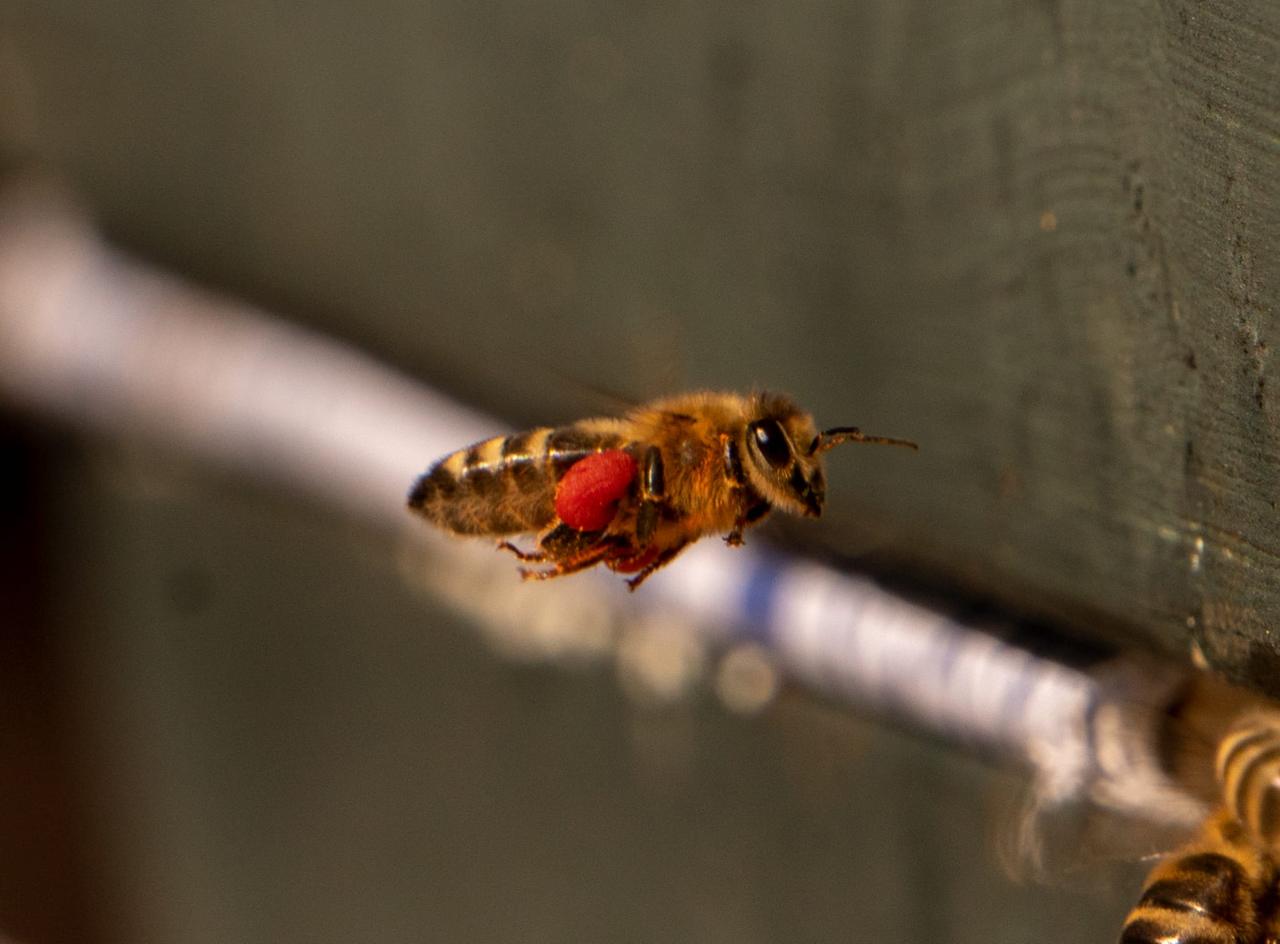 Biene mit Pollenhöschen im Anflug auf das Flugloch