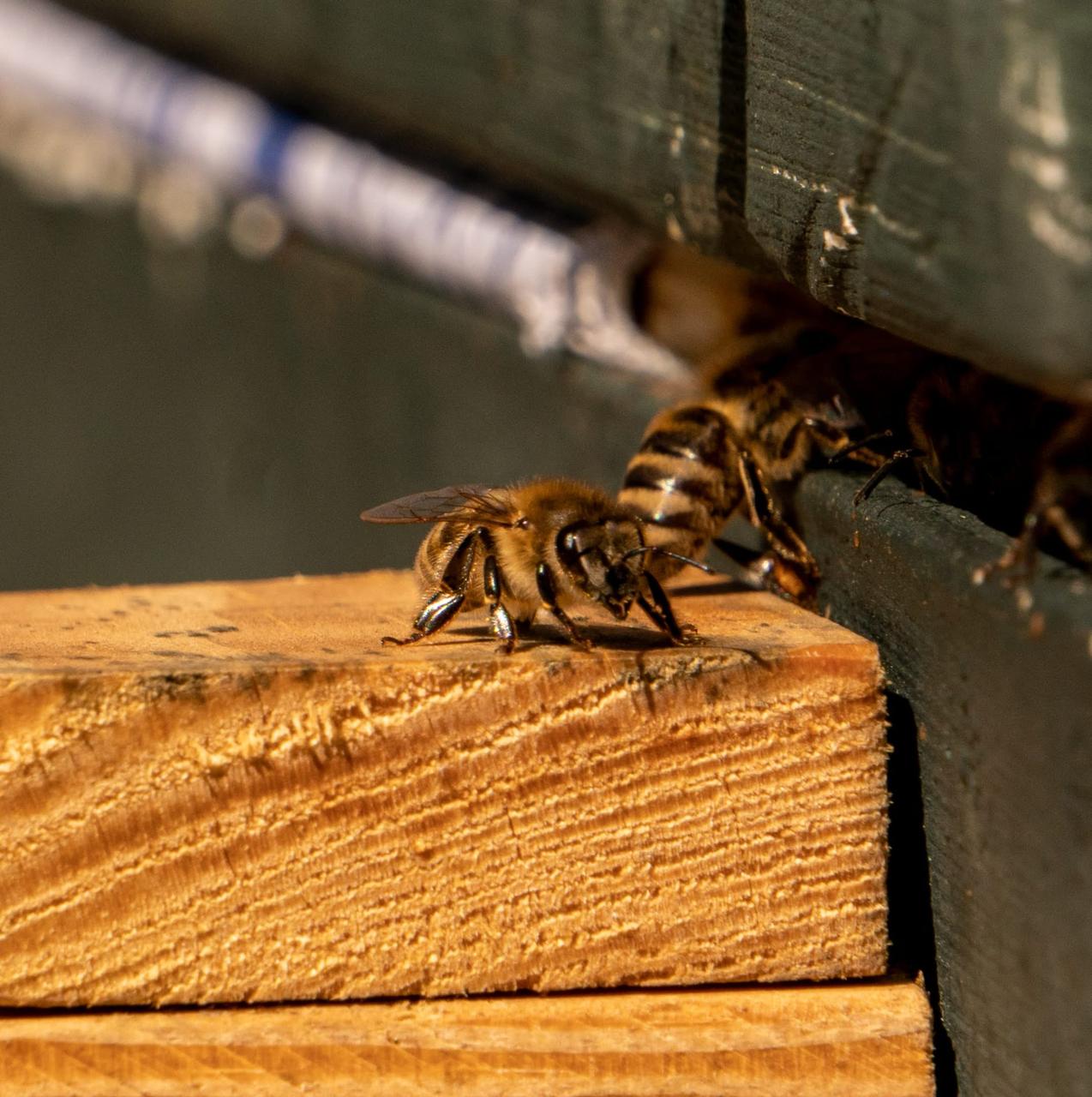 Bienen auf dem Anflugbrett am Flugloch