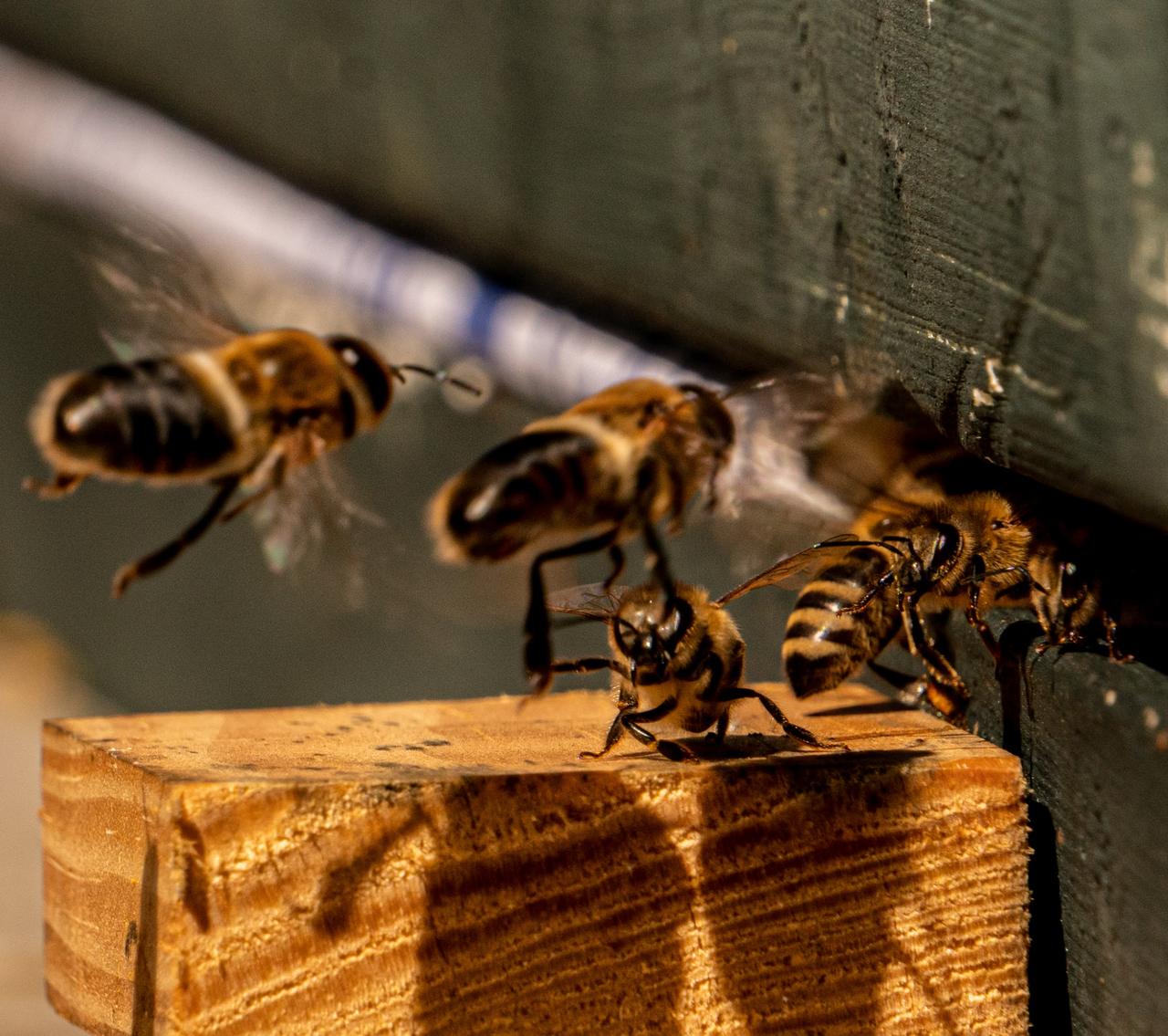 Bienen im Anflug auf das Flugloch