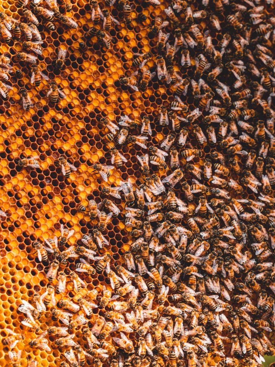 Nahaufnahme einer Wabe mit unzähligen Bienen