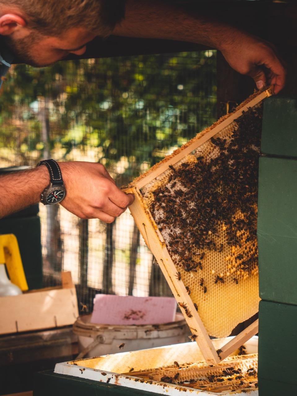 Fabian zieht eine Wabe aus dem Bienenstock