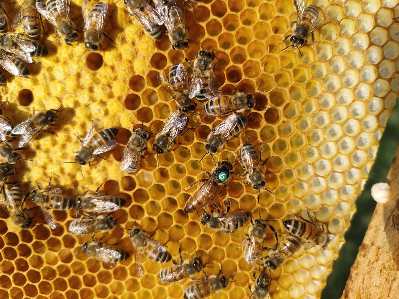 Königin mit grünem Markierungspunkt auf einer Brutwabe, umgeben von Arbeiterinnen