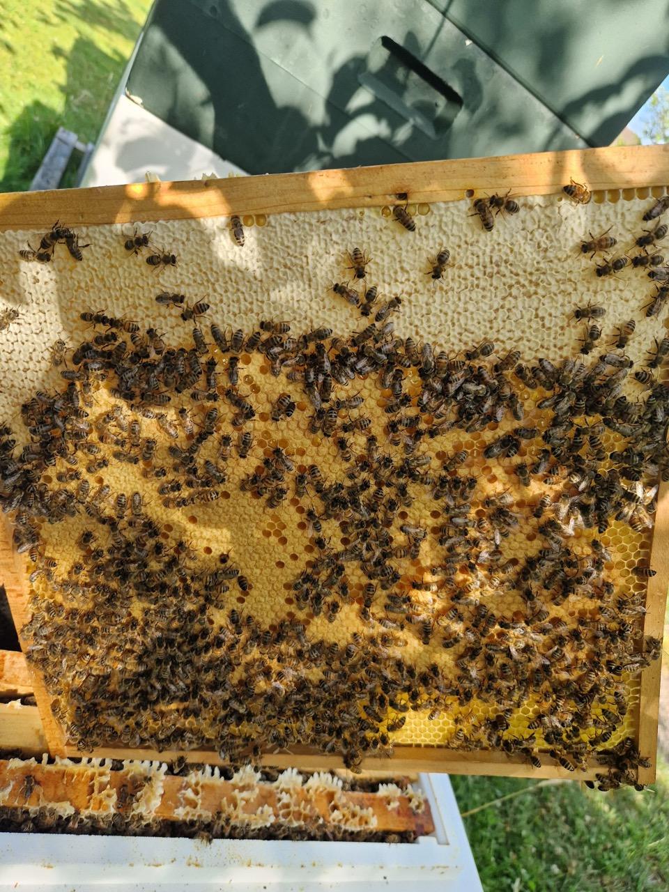 Wabe mit weiß verdeckeltem Honig, darauf Bienen